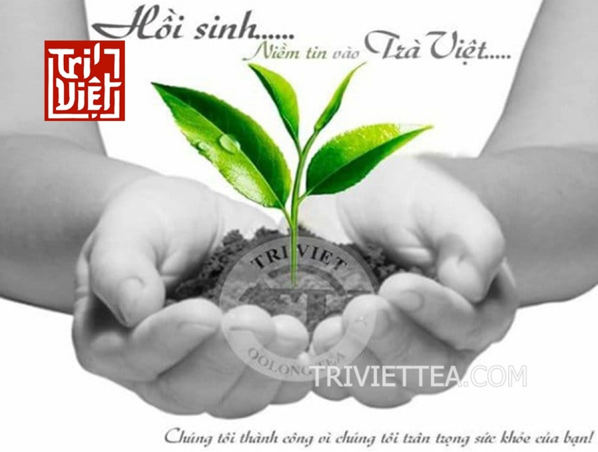Trà Trí Việt