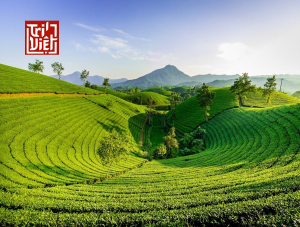Các yếu tố tạo nên chất lượng của trà Oolong là gì ?