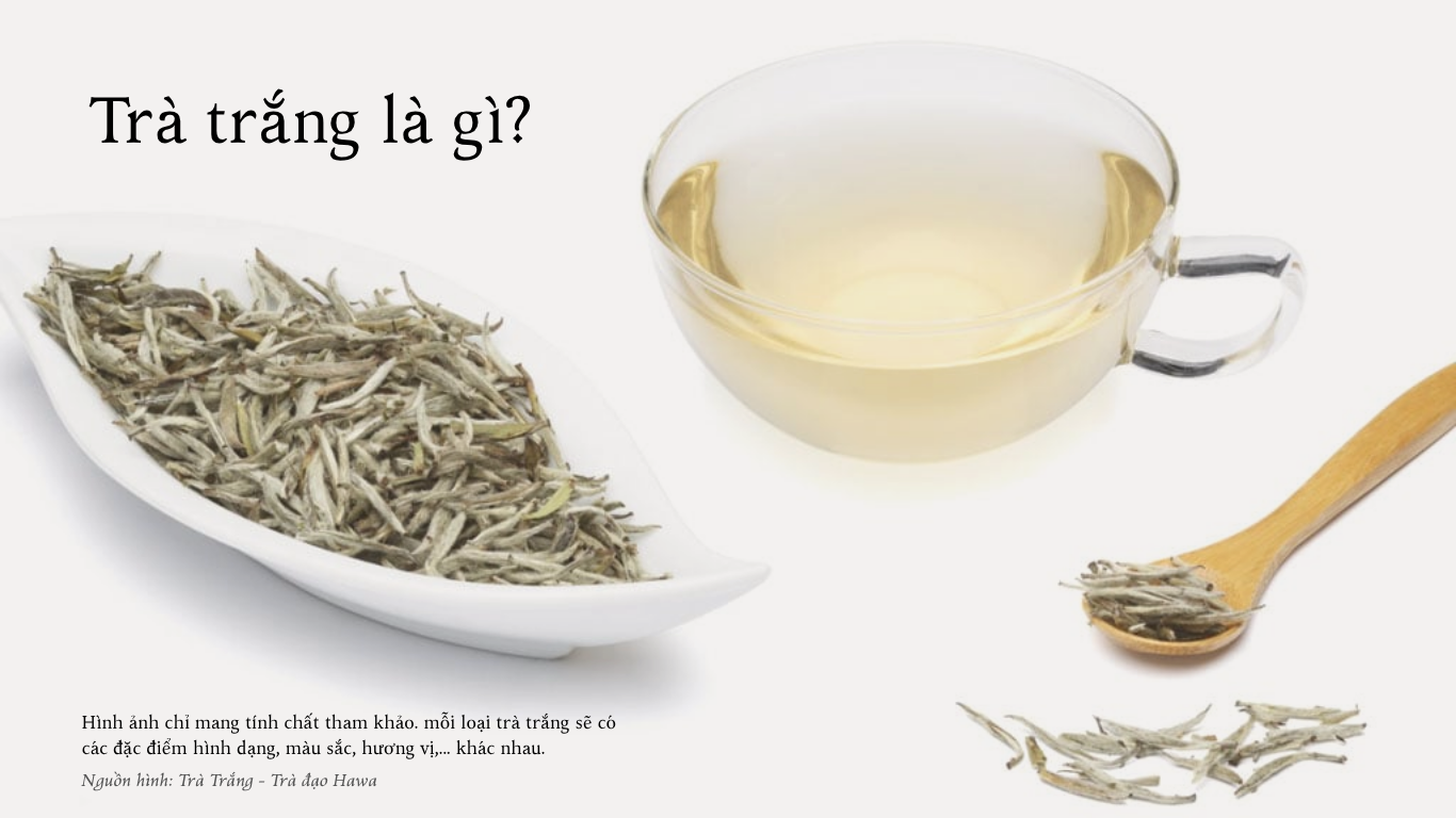 Trà trắng là gì? Vì sao lại là 1 dòng trà thường hiếm và khó uống