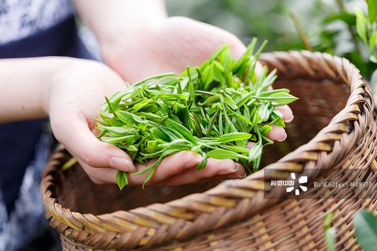 Ngân Kim Tuyết – Vùng nguyên liệu Bảo Lộc nuôi dưỡng những búp trà