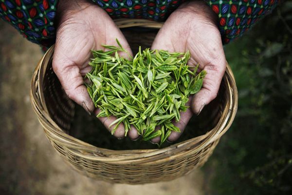 Lá trà 1 tôm 2 lá