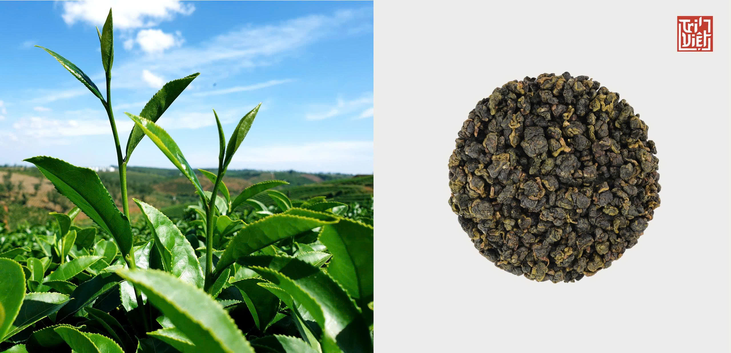 Trà khô và trà tươi khác nhau thế nào? Nên dùng loại nào trong 2 loại?