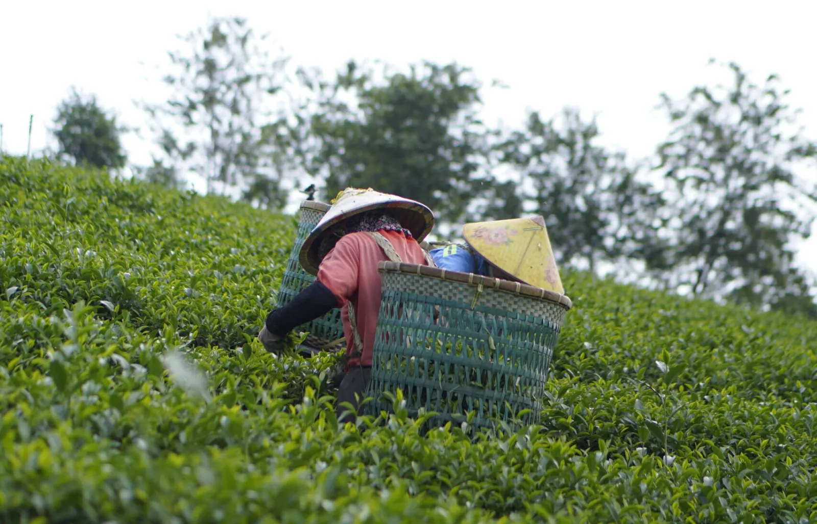 Vườn trà Lâm Đồng, vùng nguyên liệu gia công trà Trí Việt