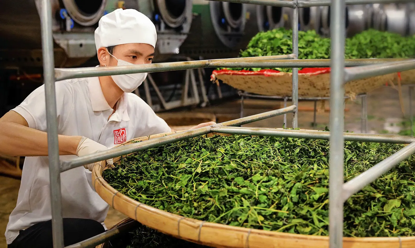 Công nhân làm trà tại xưởng sản xuất Trà Trí Việt
