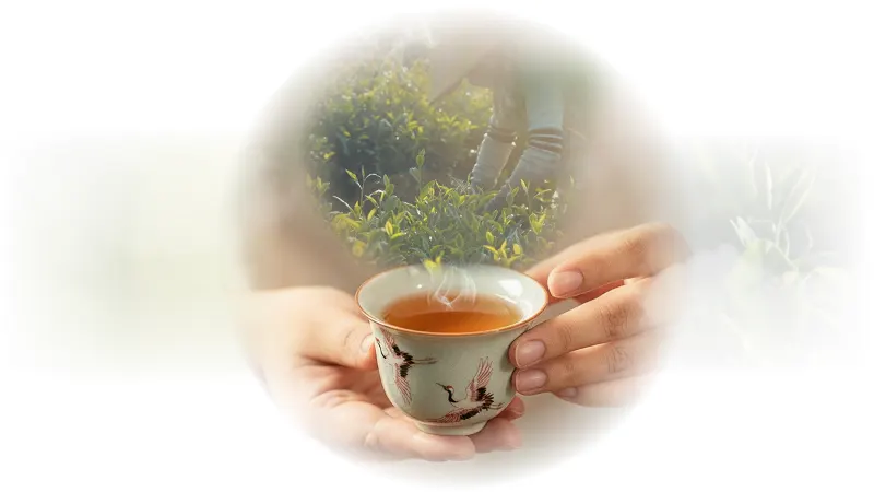 Sứ mệnh Trà Trí Việt