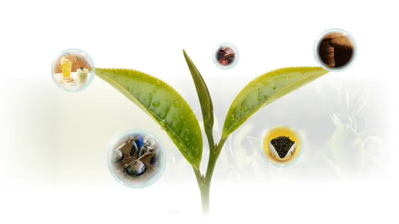 Tầm nhìn Trà Trí Việt