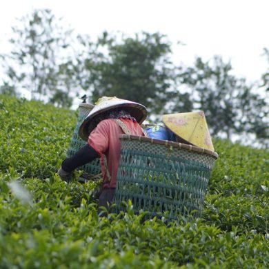 TRÀ THIÊN DIỆP - VUA CỦA Ô LONG | ĐƯỢC LÀM TỪ ĐÂU?
