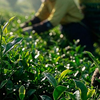 Chăm sóc nông nghiệp trà Thiên Diệp – Từ vùng đất Bảo Lộc đến búp trà Ô Long