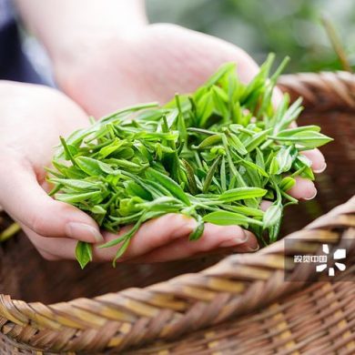 Ngân Kim Tuyết – Vùng nguyên liệu Bảo Lộc nuôi dưỡng những búp trà
