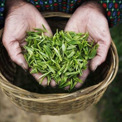 Ngân Kim Tuyết – Hành trình gìn giữ vẻ đẹp chiếc lá